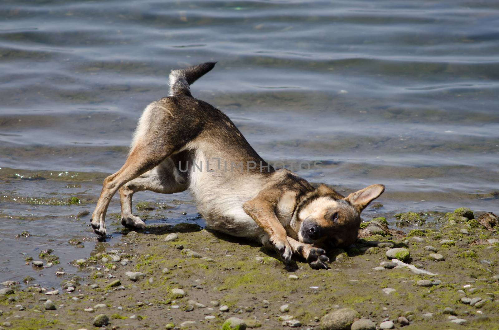 Dog Canis lupus familiaris scratching on the ground. by VictorSuarez