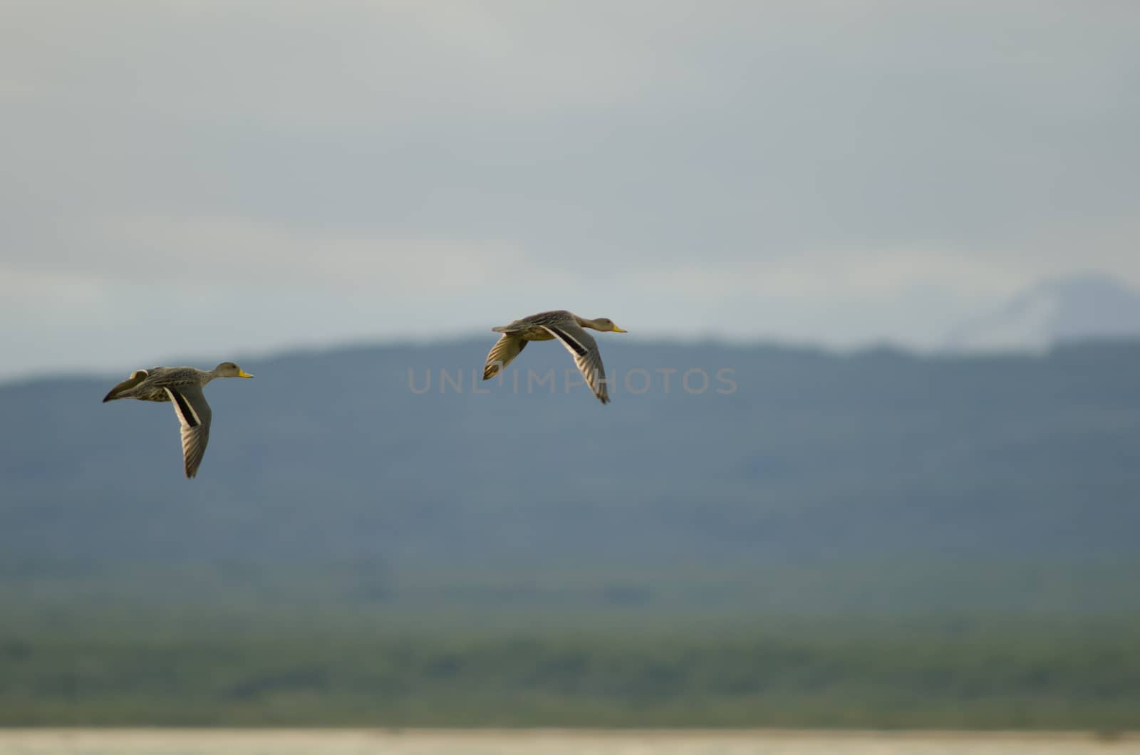 Chilean teals Anas flavirostris flavirostris in flight. Puerto Natales. Ultima Esperanza Province. Magallanes and Chilean Antarctic Region. Chile.