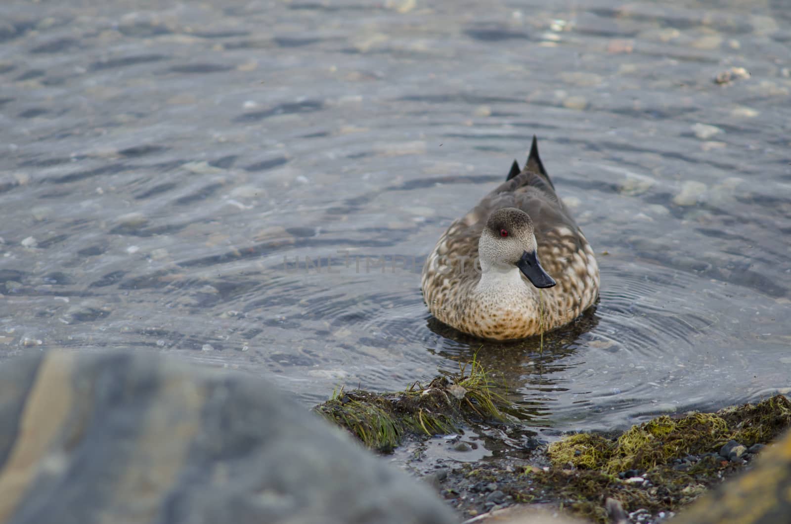 Patagonian crested duck in the coast of Puerto Natales. by VictorSuarez