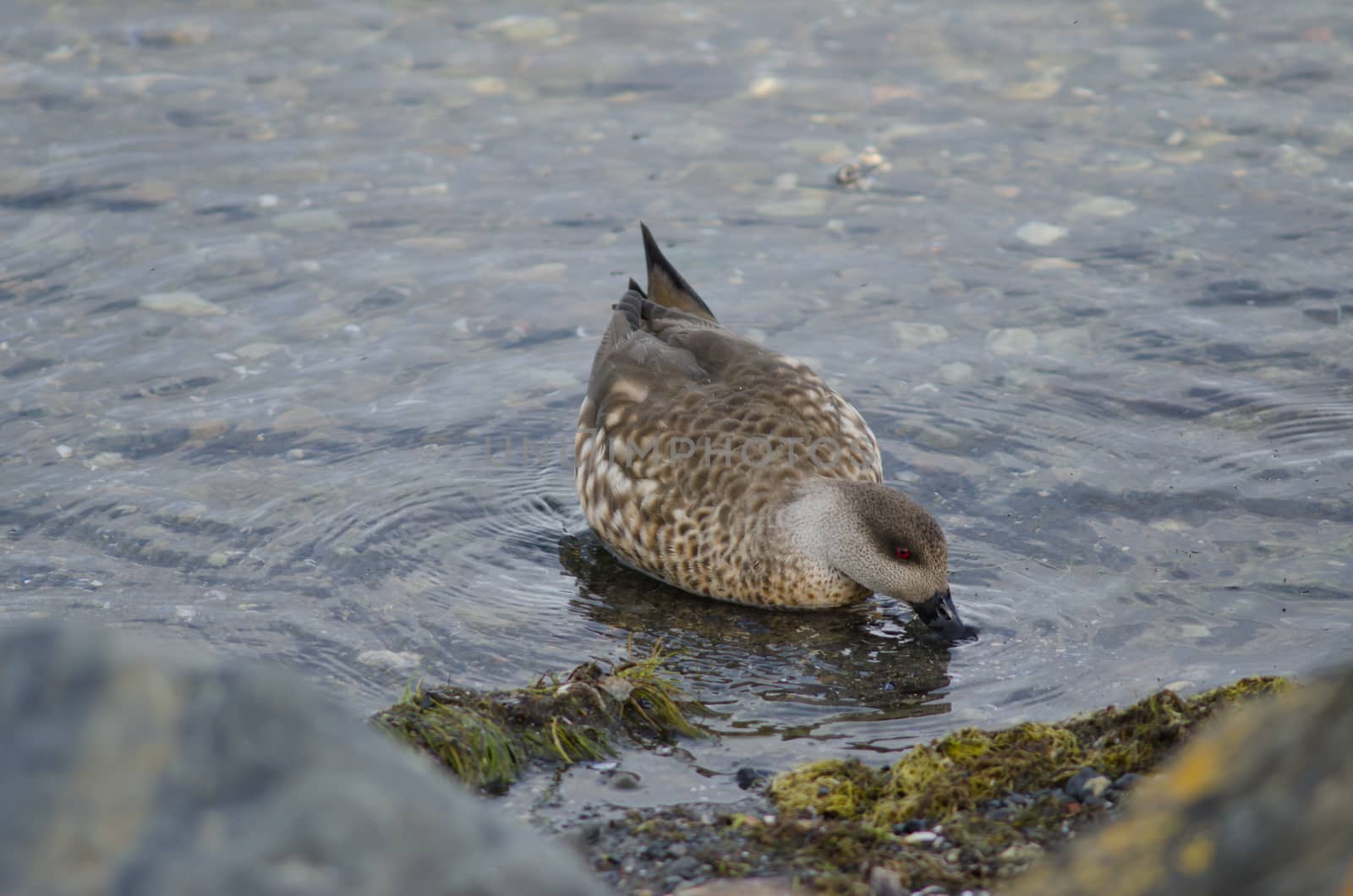 Patagonian crested duck Lophonetta specularioides specularioides feeding. Puerto Natales. Ultima Esperanza Province. Magallanes and Chilean Antarctic Region. Chile.