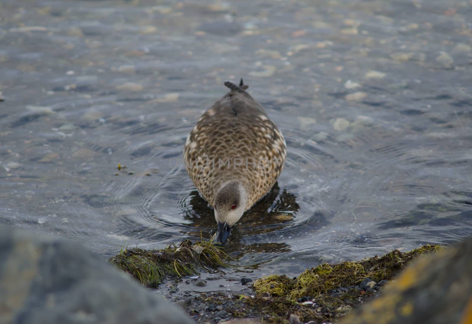 Patagonian crested duck Lophonetta specularioides specularioides feeding. Puerto Natales. Ultima Esperanza Province. Magallanes and Chilean Antarctic Region. Chile.