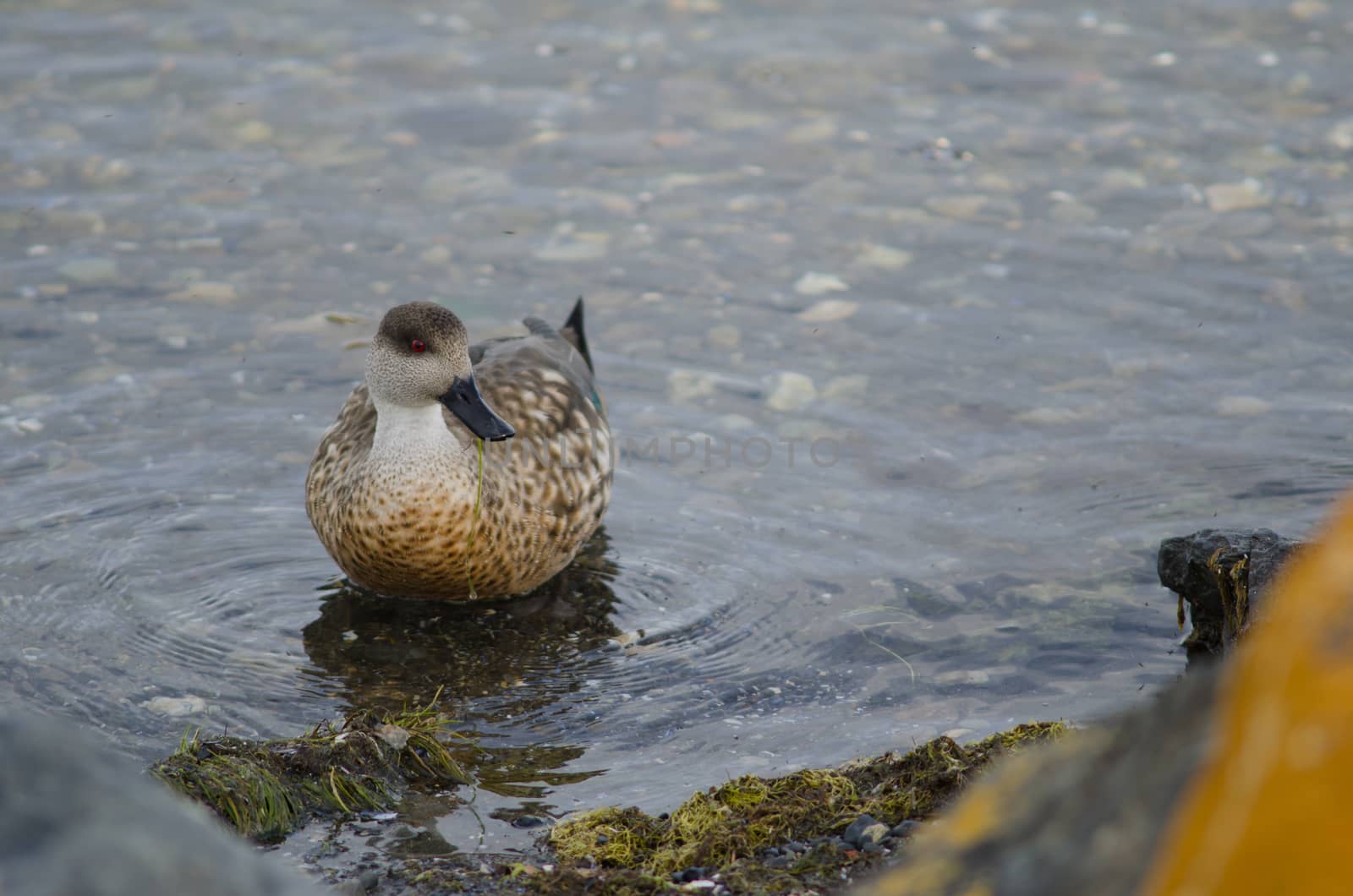 Patagonian crested duck in the coast of Puerto Natales. by VictorSuarez