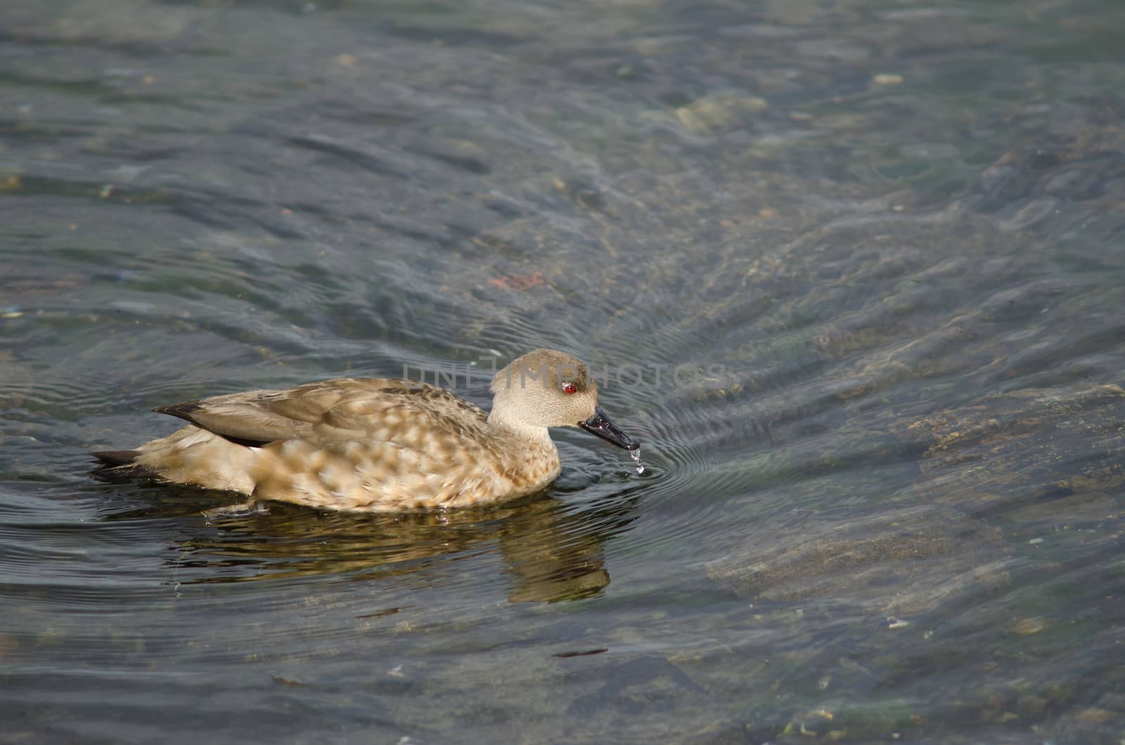 Patagonian crested duck Lophonetta specularioides specularioides . Puerto Natales. Ultima Esperanza Province. Magallanes and Chilean Antarctic Region. Chile.