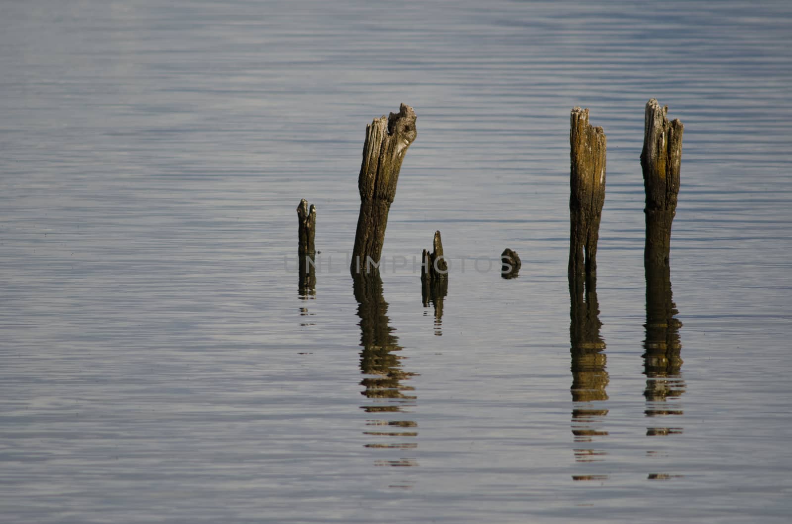 Wooden poles in the coast of Puerto Natales. by VictorSuarez