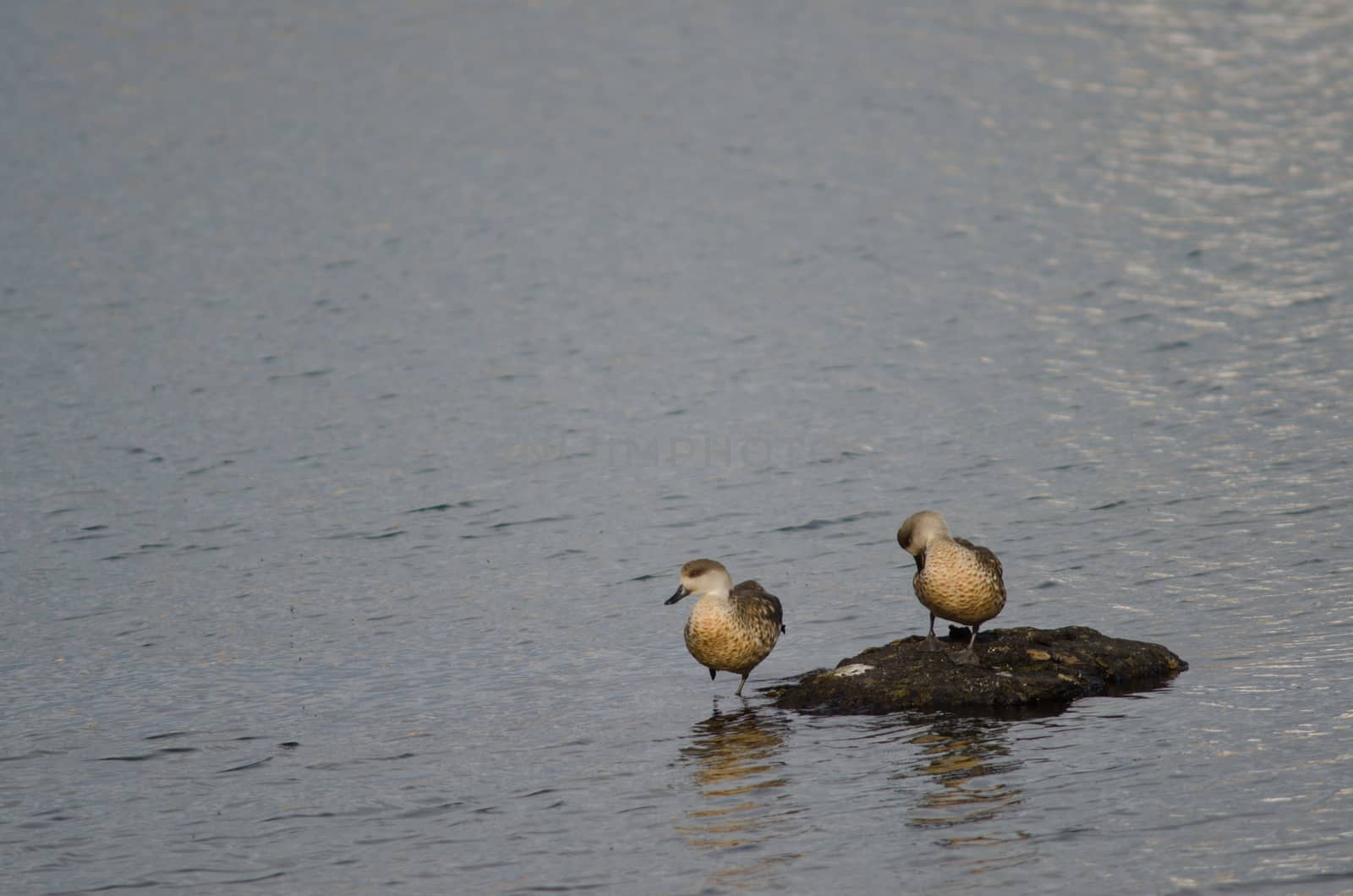 Patagonian crested ducks Lophonetta specularioides specularioides. Puerto Natales. Ultima Esperanza Province. Magallanes and Chilean Antarctic Region. Chile.