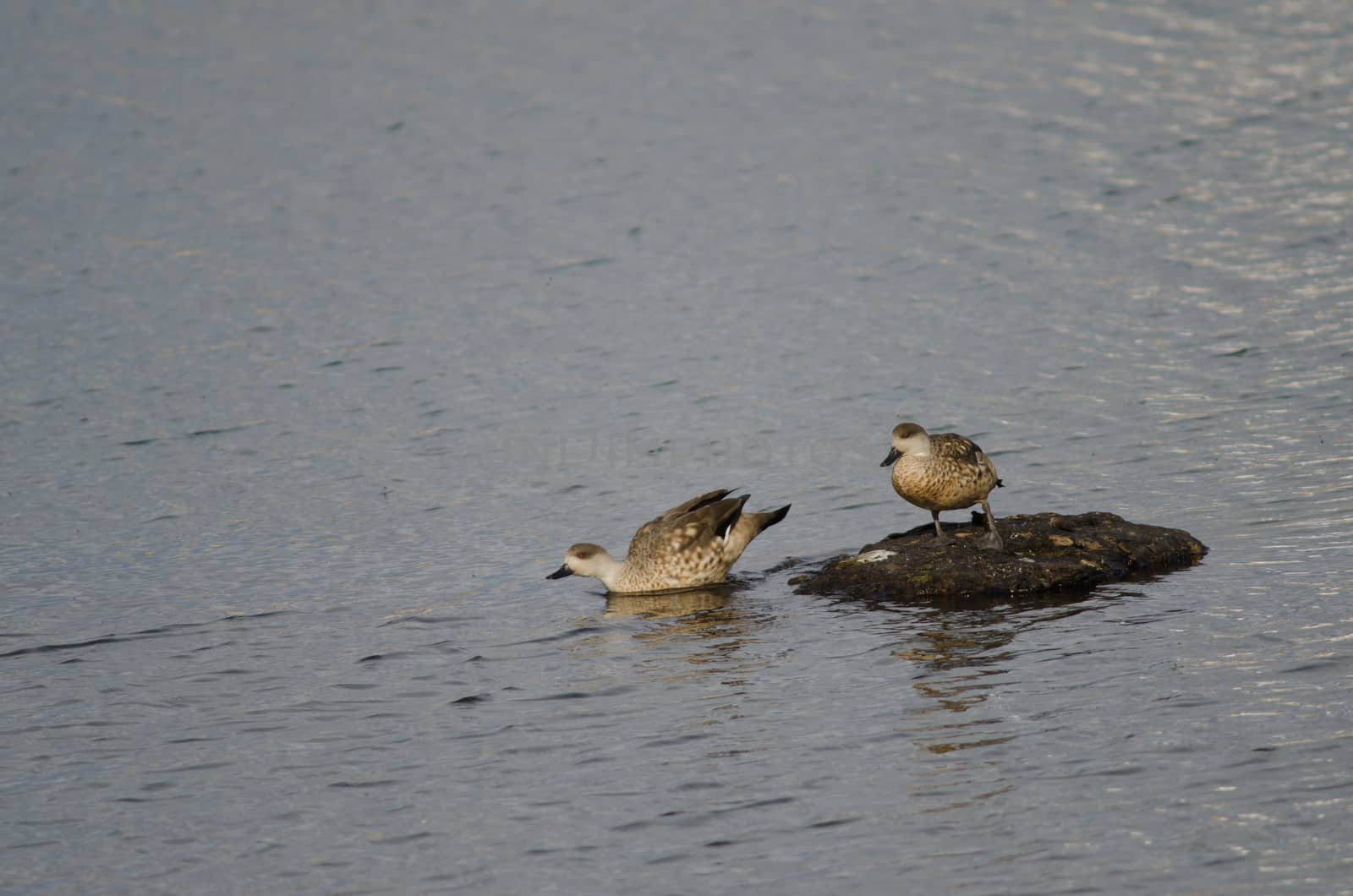 Patagonian crested ducks Lophonetta specularioides specularioides. Puerto Natales. Ultima Esperanza Province. Magallanes and Chilean Antarctic Region. Chile.