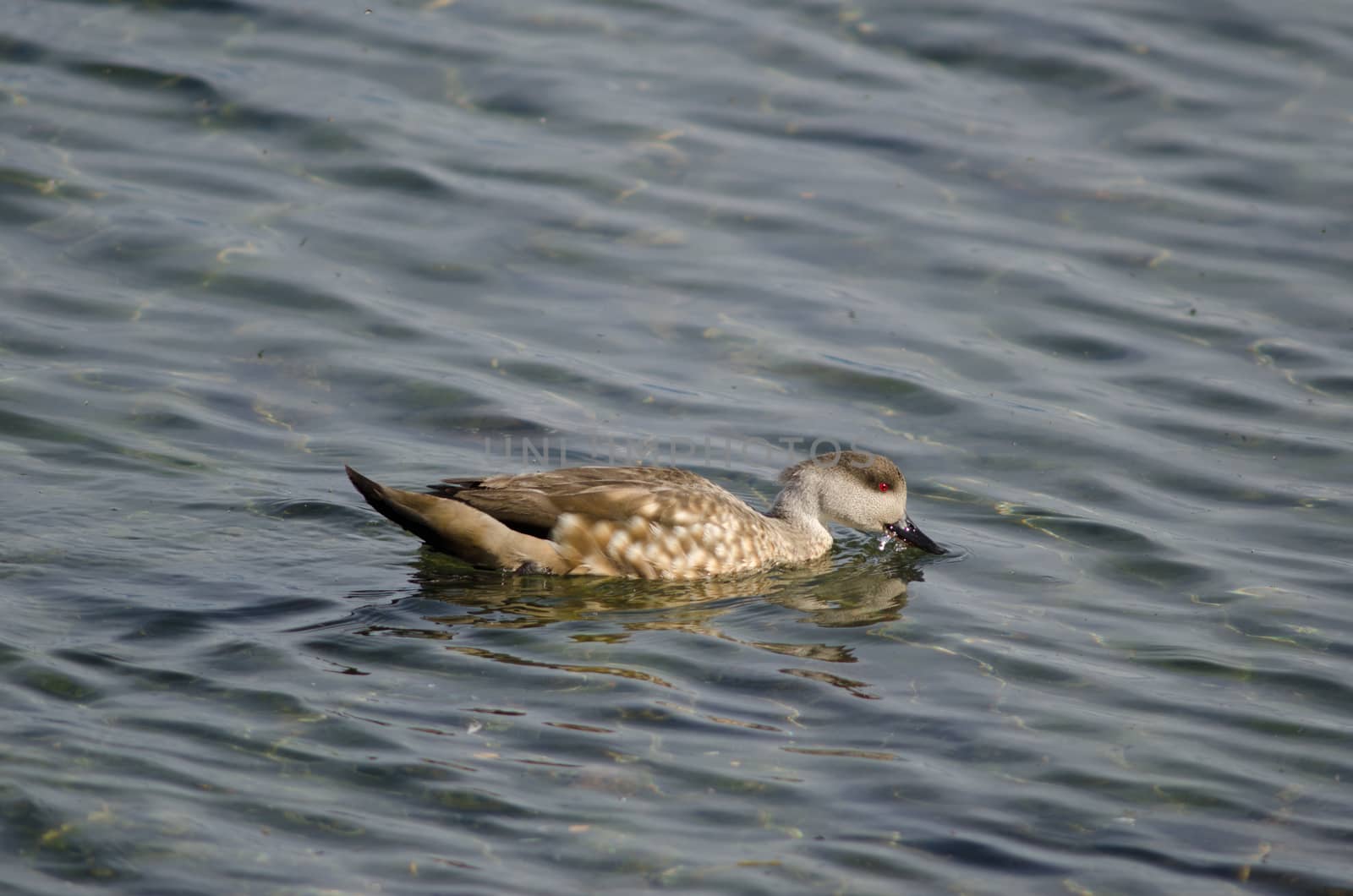 Patagonian crested duck Lophonetta specularioides specularioides feeding. Puerto Natales. Ultima Esperanza Province. Magallanes and Chilean Antarctic Region. Chile.