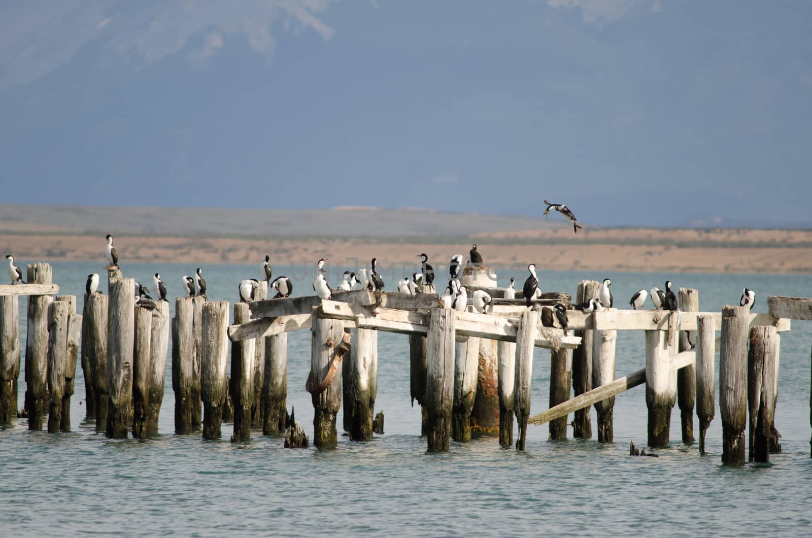 Imperial shags Leucocarbo atriceps perched on the stumps of a old jetty. Puerto Natales. Ultima Esperanza Province. Magallanes and Chilean Antarctic Region. Chile.