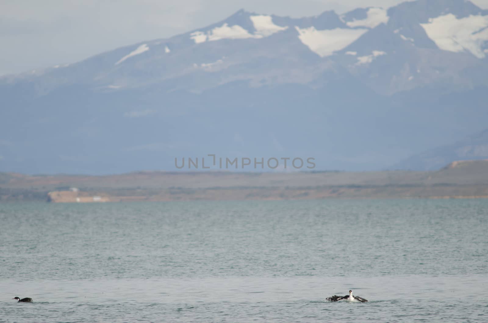 Imperial shags Leucocarbo atriceps in the Ultima Esperanza inlet. Puerto Natales. Ultima Esperanza Province. Magallanes and Chilean Antarctic Region. Chile.