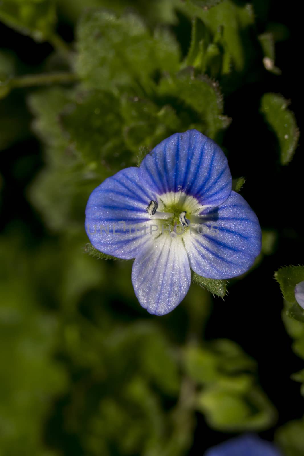 The Persian Veronica (Veronica persica) is a tiny flower.