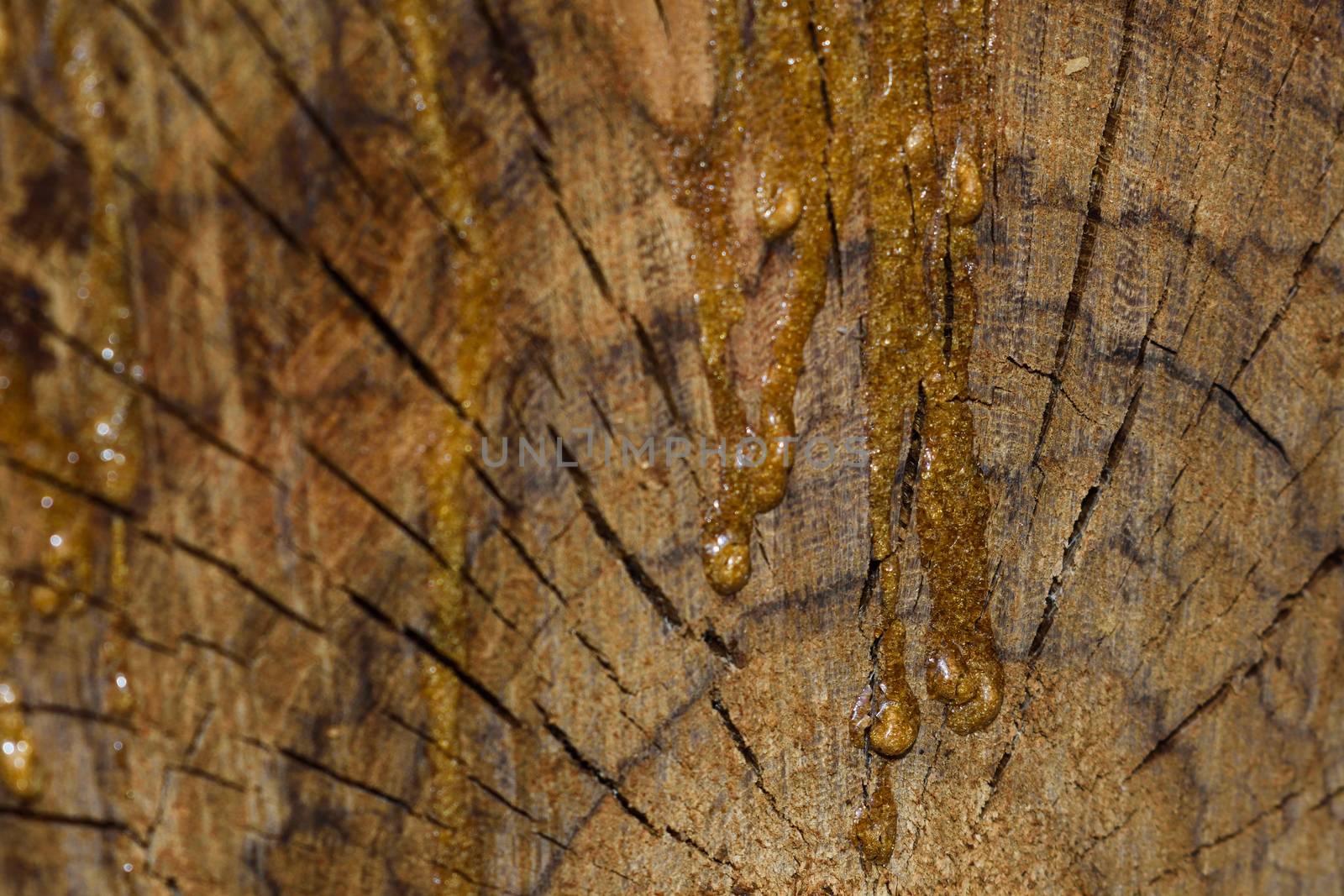 Streaks of hardened wood sap running down an acacia wood stump crosscut (Vachellia sp.), Pretoria, South Africa