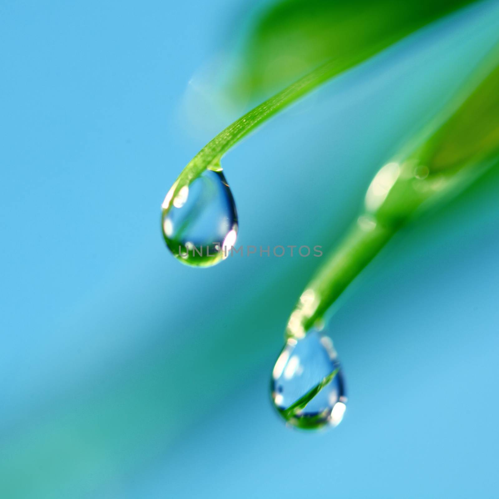 Big water drop on grass macro by Yellowj