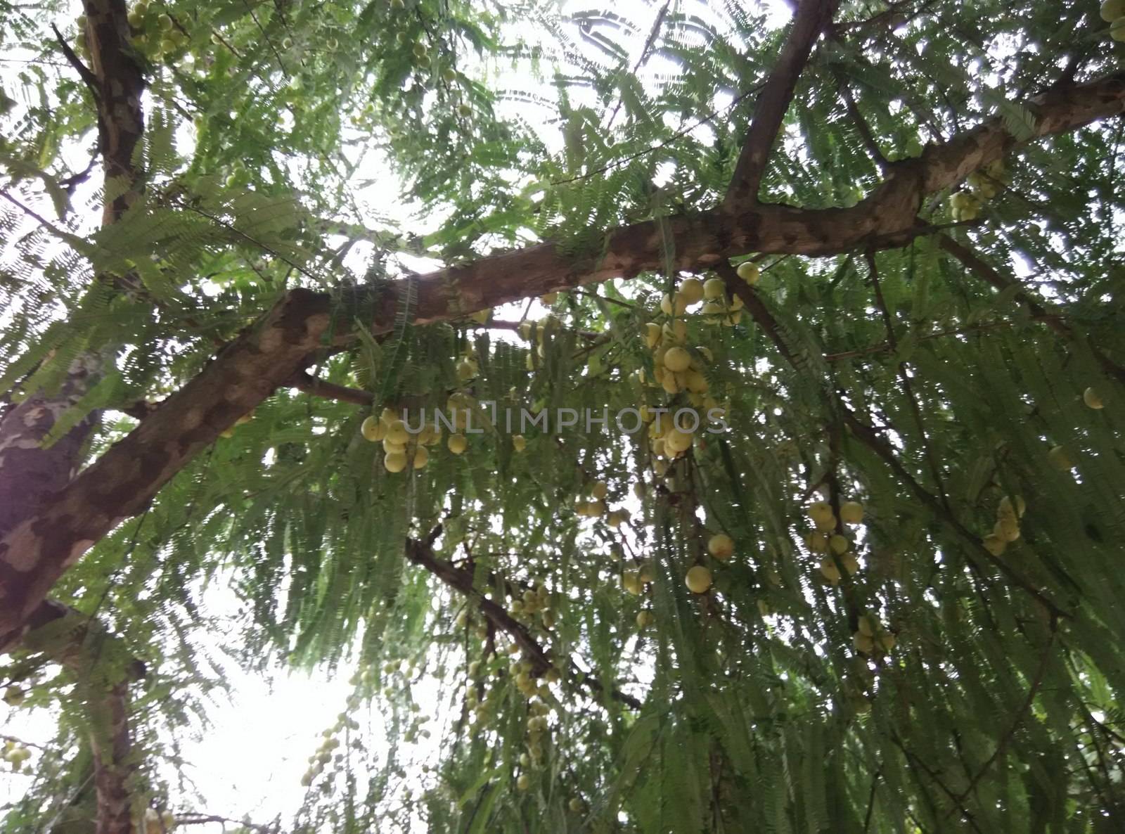 a lemon tree in pune