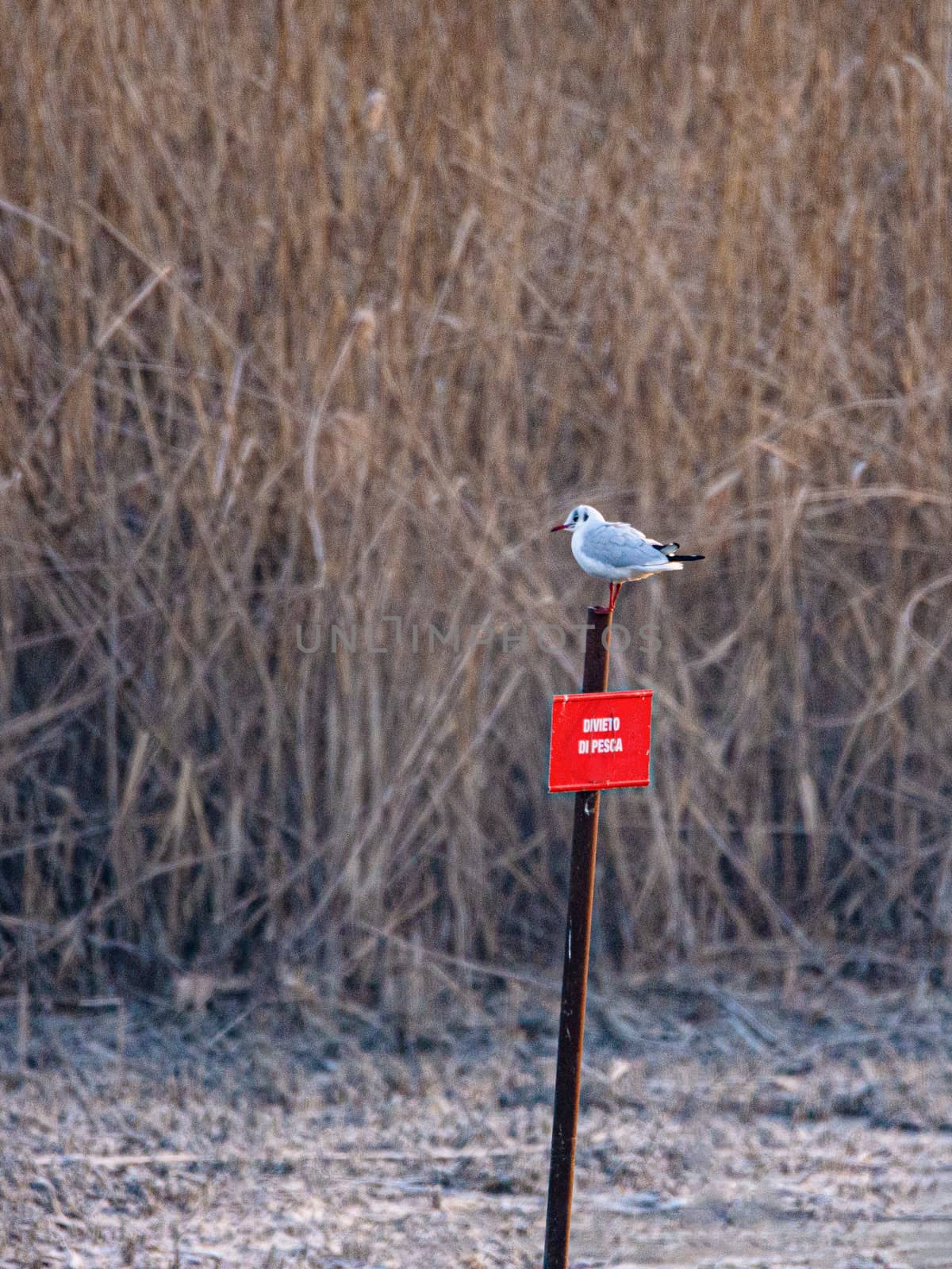 A seagull resting on a "fishing ban" signboard in a swamp in Ita by brambillasimone