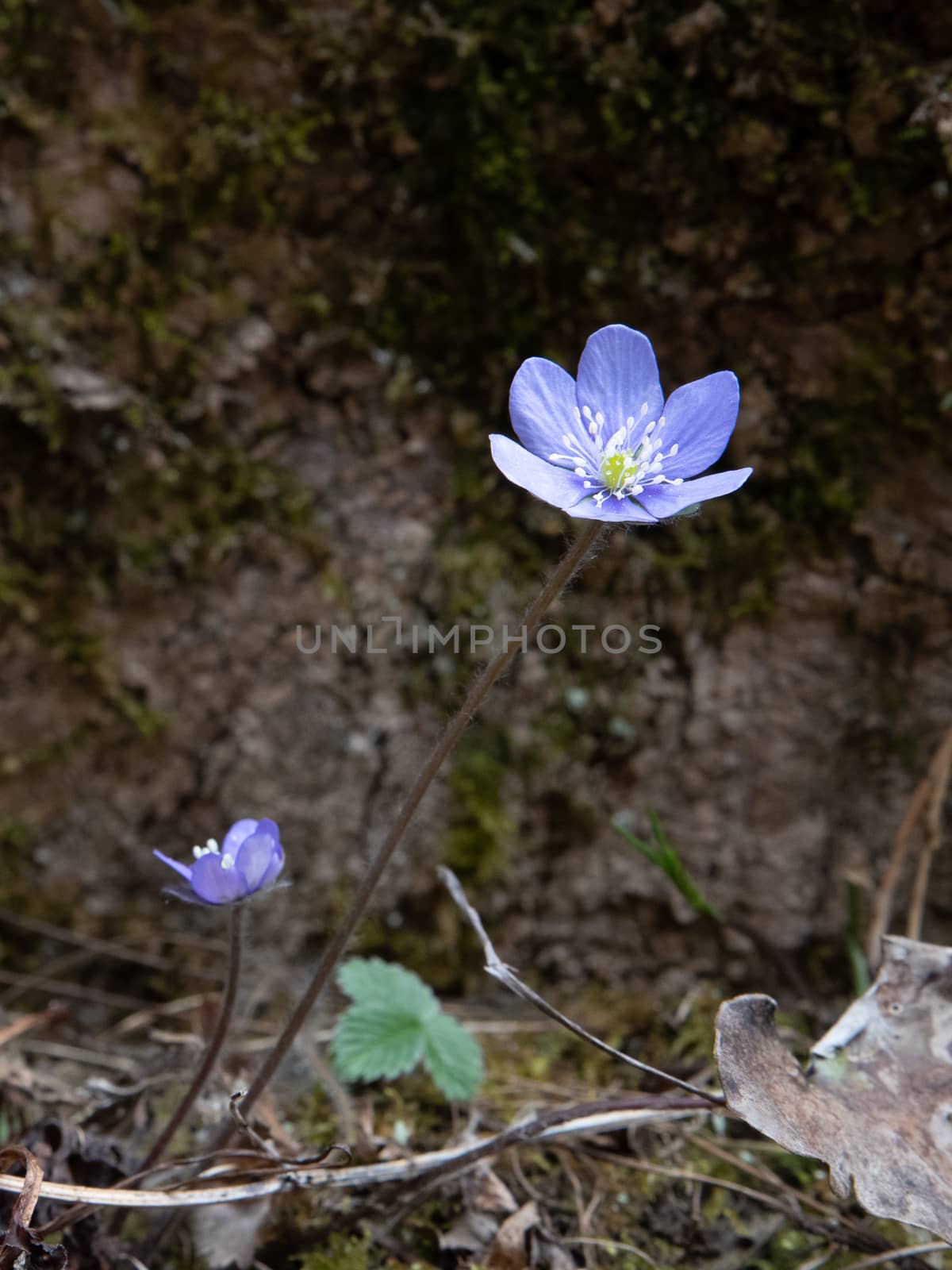 group of spontaneous flowers with lilac petals and white pistils from the geraniums family