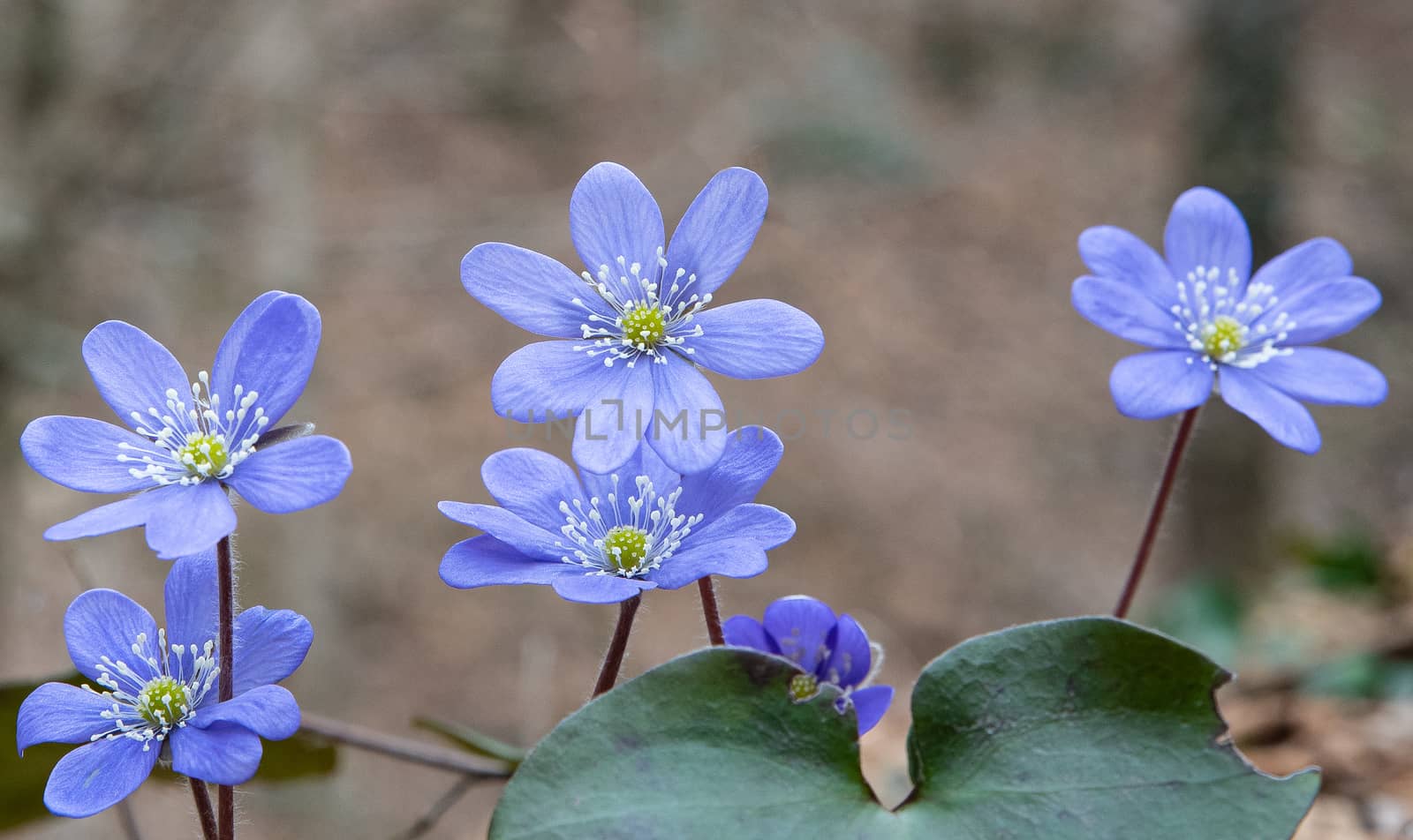 group of spontaneous flowers with lilac petals and white pistils from the geraniums family