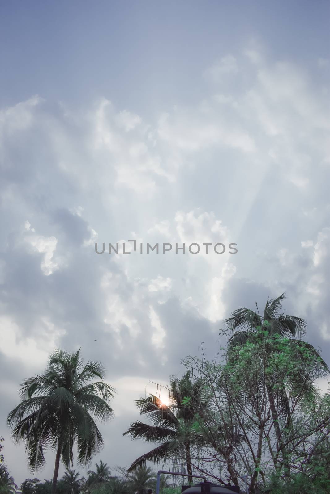 Coconut palm tree Silhouette back lit by dramatic sky in time of day summer sunset sunlight. Tropical beach Balearic islands. Focus on foreground. Travel tourism background. Beauty in Nature