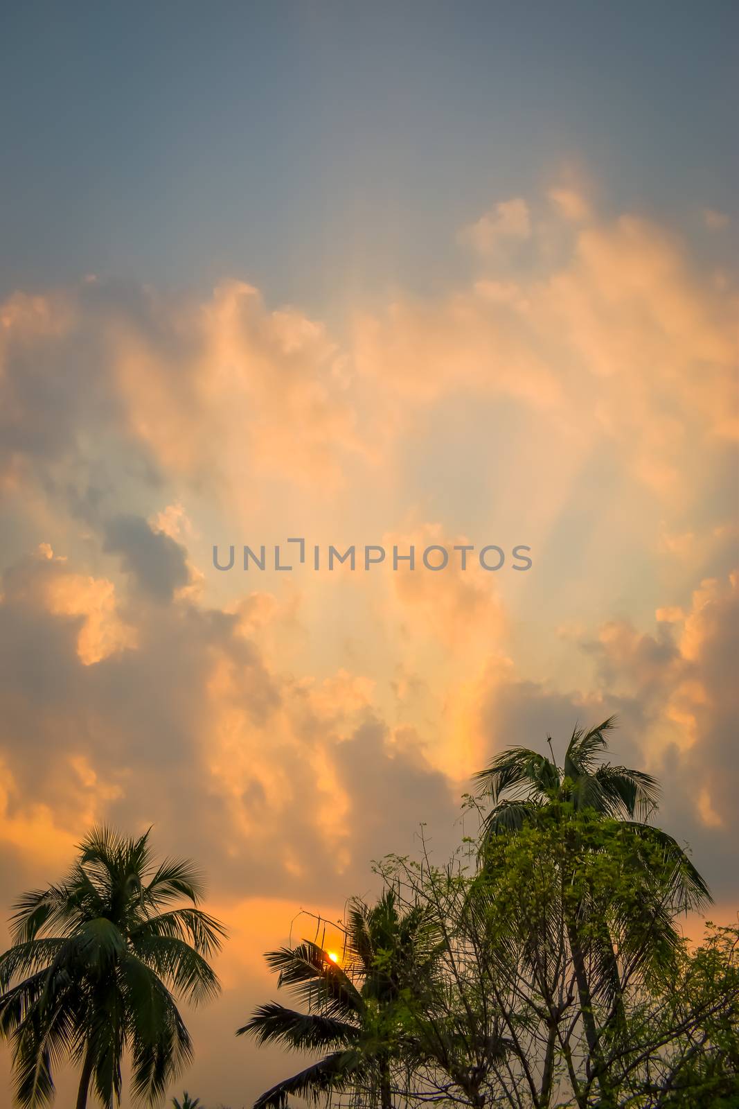 Coconut palm tree Silhouette back lit by dramatic colorful sky in time of day summer sunset sunlight. Tropical beach Balearic islands. Focus on foreground. Travel tourism background. Beauty in Nature