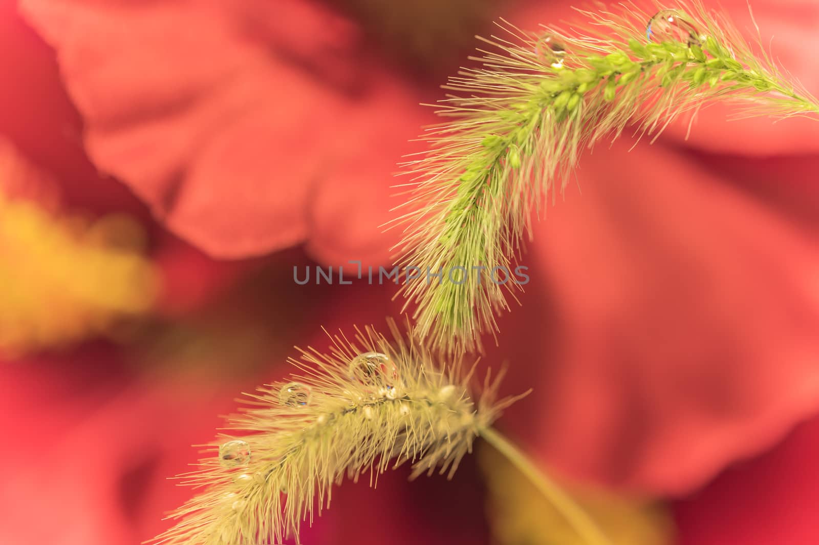 Feather grass and droplet water on a blur flowers background by kuremo