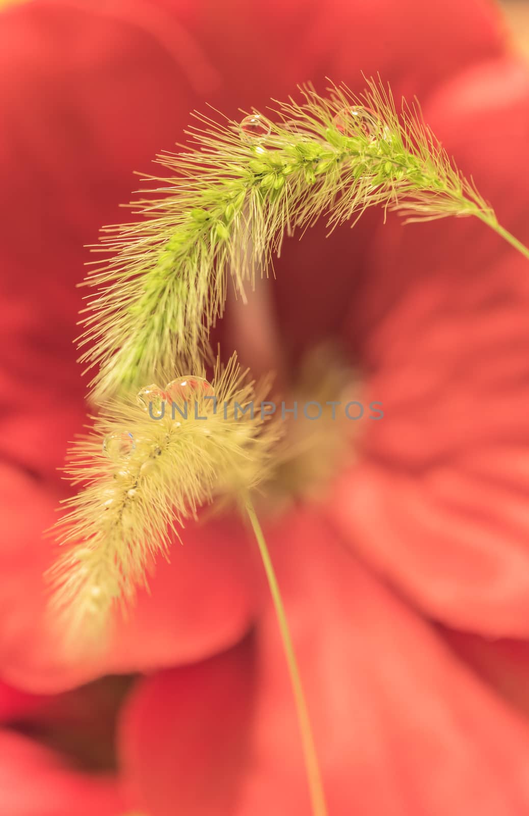 Feather grass and droplet water on a blur flowers background