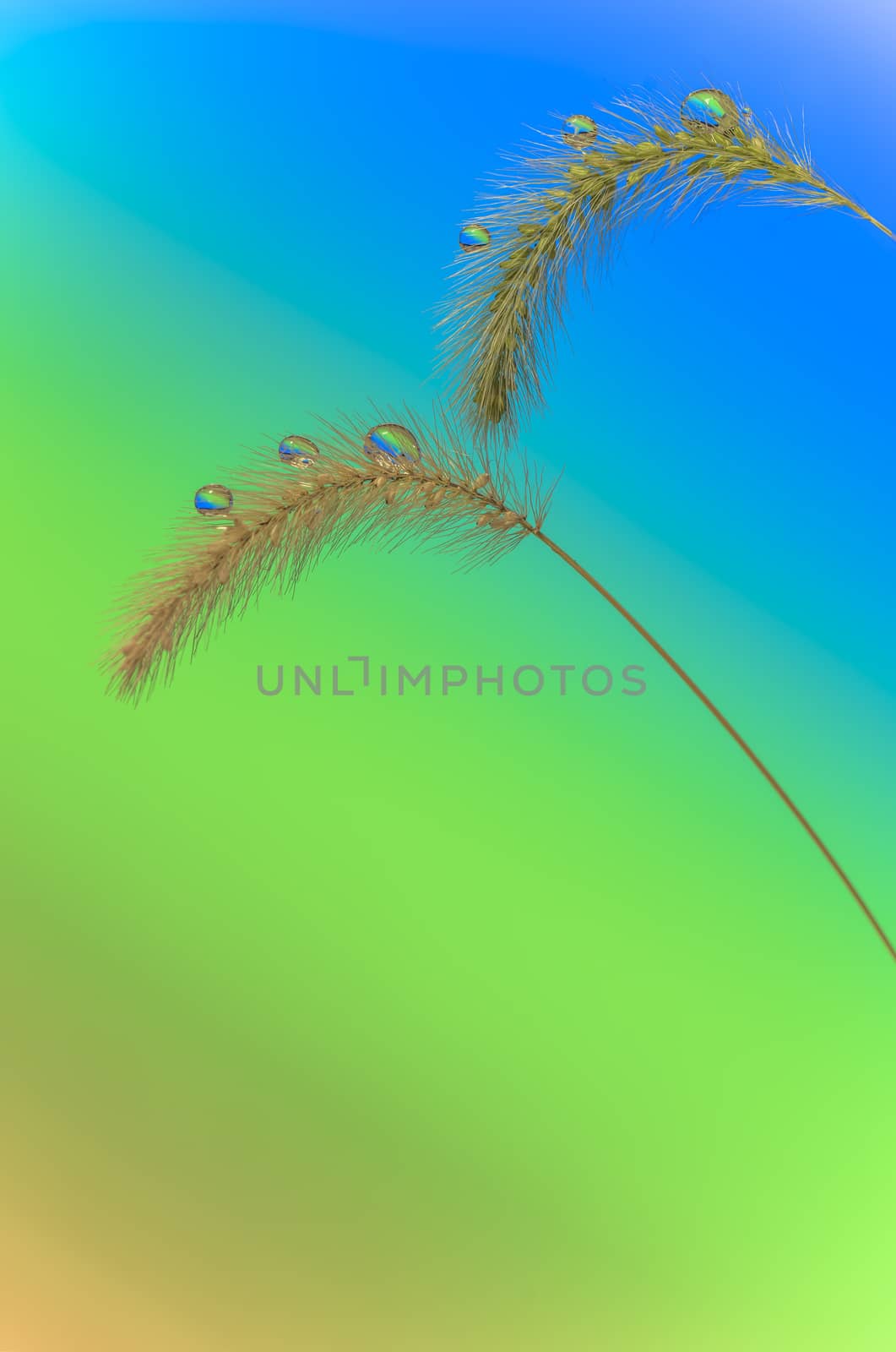 Feather grass and droplet water on a gradient background