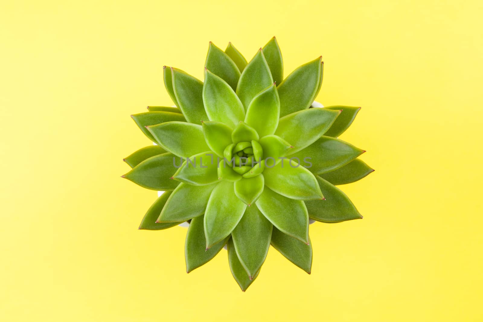 Trendy succulent Haworthia cymbiformis closeup on yellow background, copy space, flatly. For social media, poster, interior, blog, flower shop, packing overfilling. Home gardening concept. Horizontal by ALLUNEED