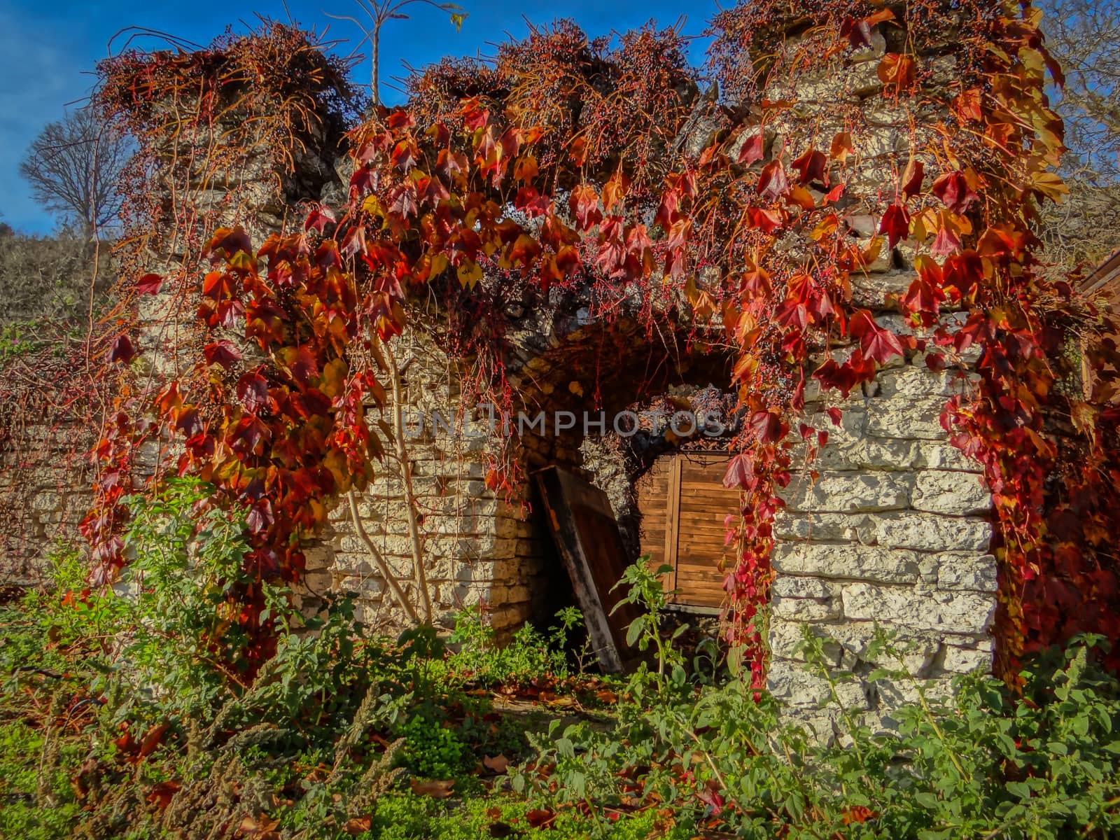 An old stone architecture covered entirely by red leaves.