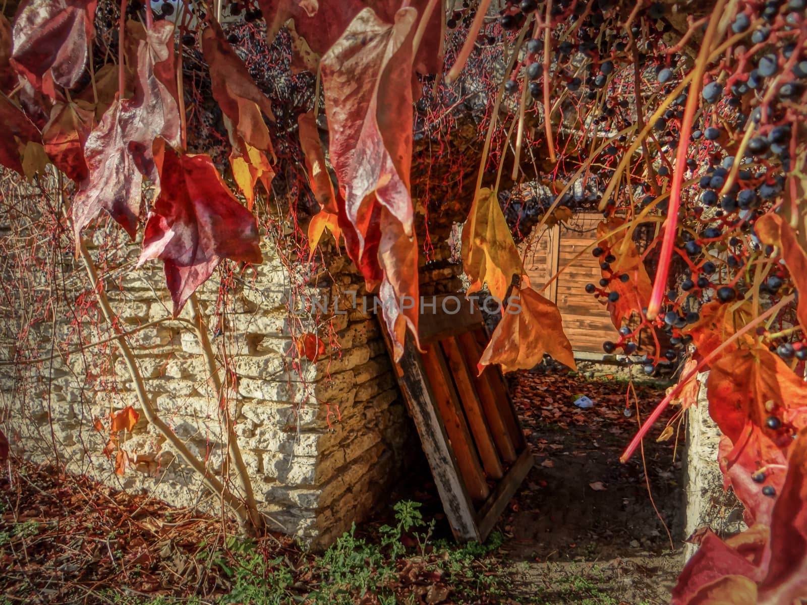 Wild red leaves and branches covering the entire surface of an old stone architecture.