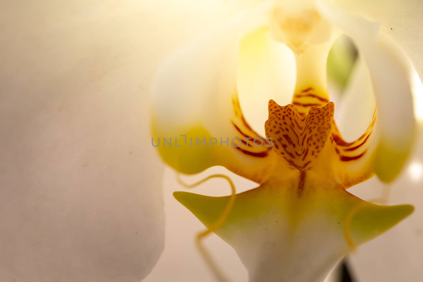 Beautiful blooming orchids in forest, On the bright sunshine