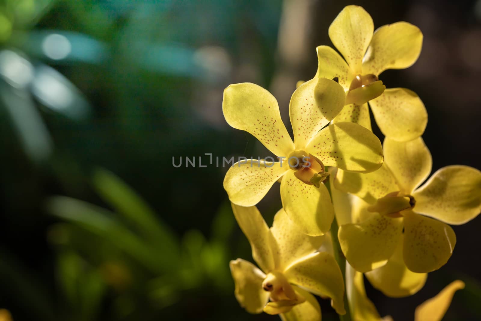 Beautiful blooming orchids in forest, On the bright sunshine