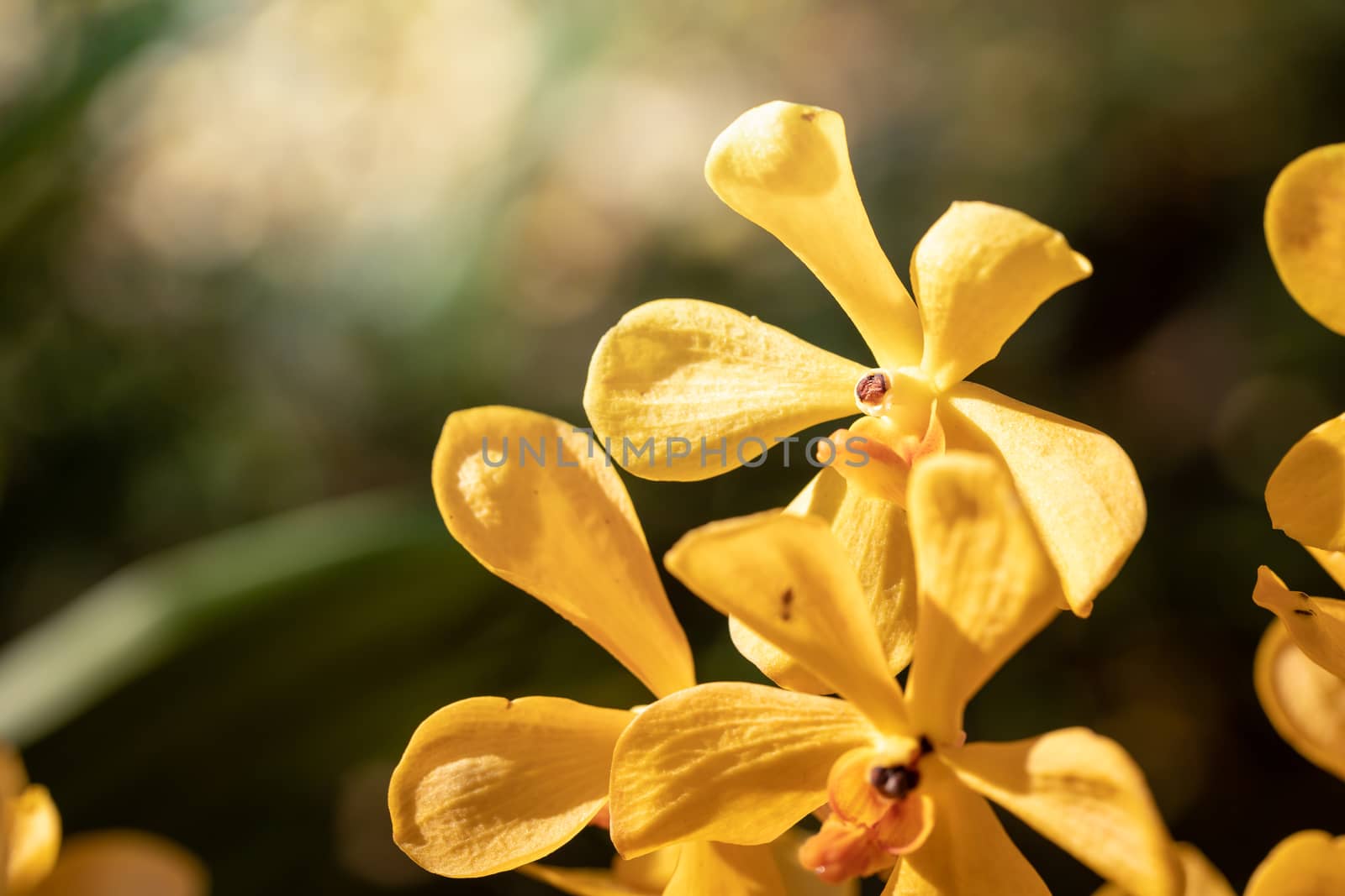 Beautiful blooming orchids in forest, On the bright sunshine