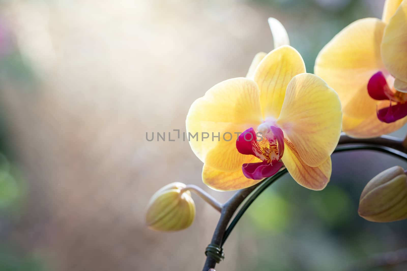 Beautiful blooming orchids in forest, On the bright sunshine