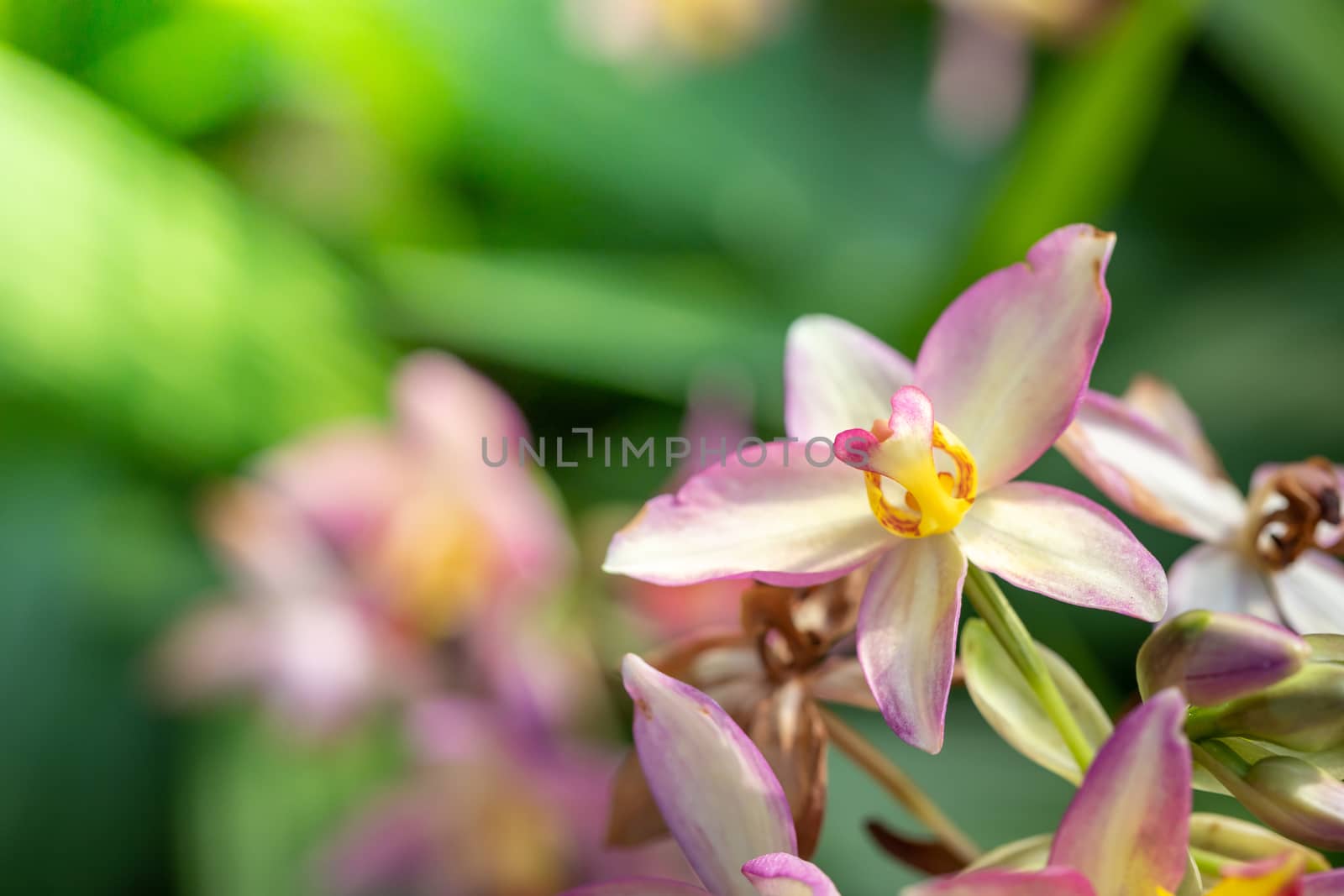 Beautiful blooming orchids in forest, On the bright sunshine