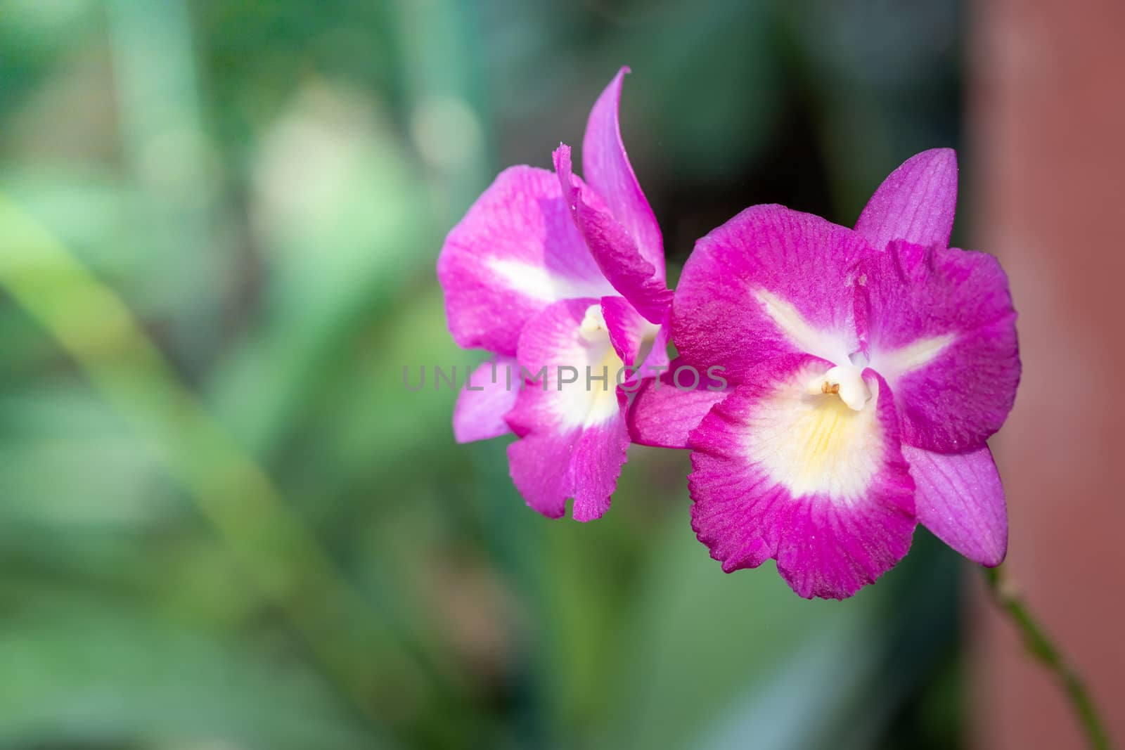 Beautiful blooming orchids in forest, On the bright sunshine