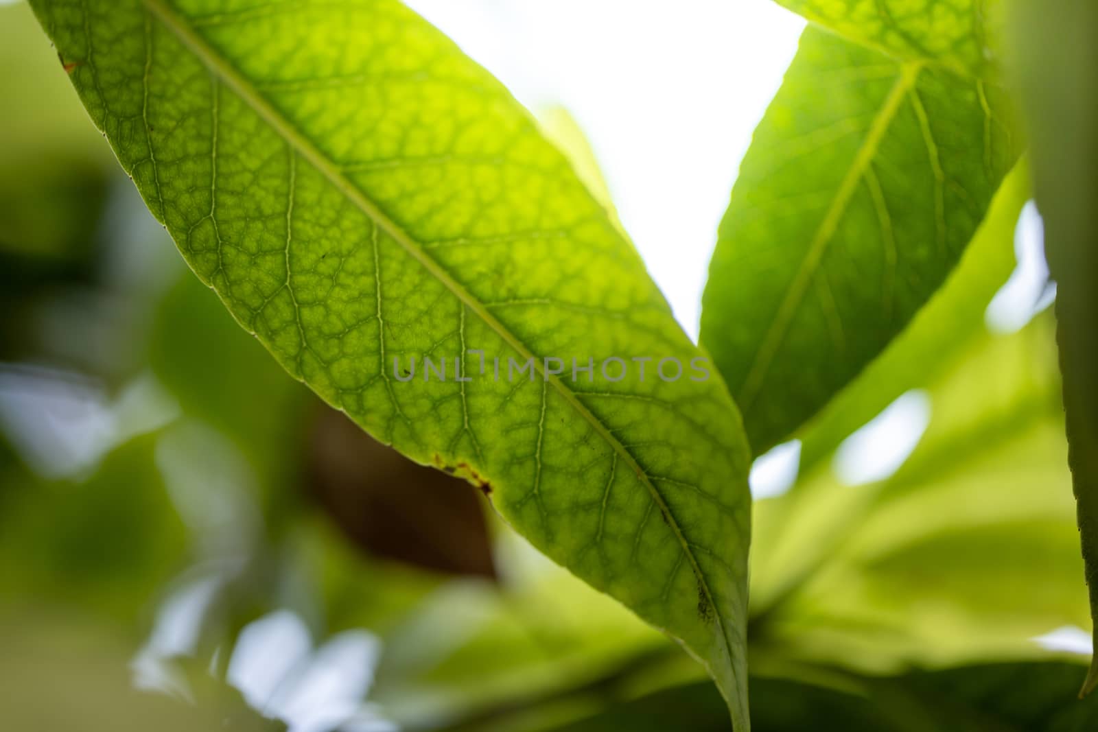 Close Up green leaf under sunlight in the garden. Natural background with copy space.