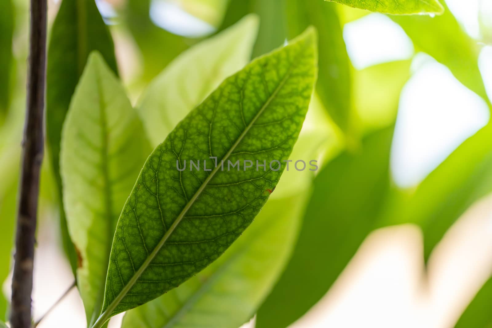 Close Up green leaf under sunlight in the garden. Natural background with copy space.