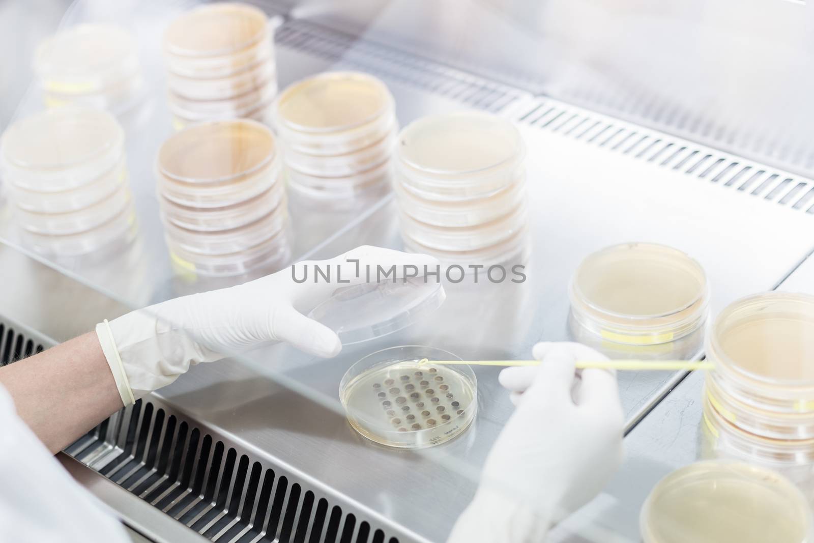 Female scientist working with laminar flow at corona virus vaccine development laboratory research facility. by kasto