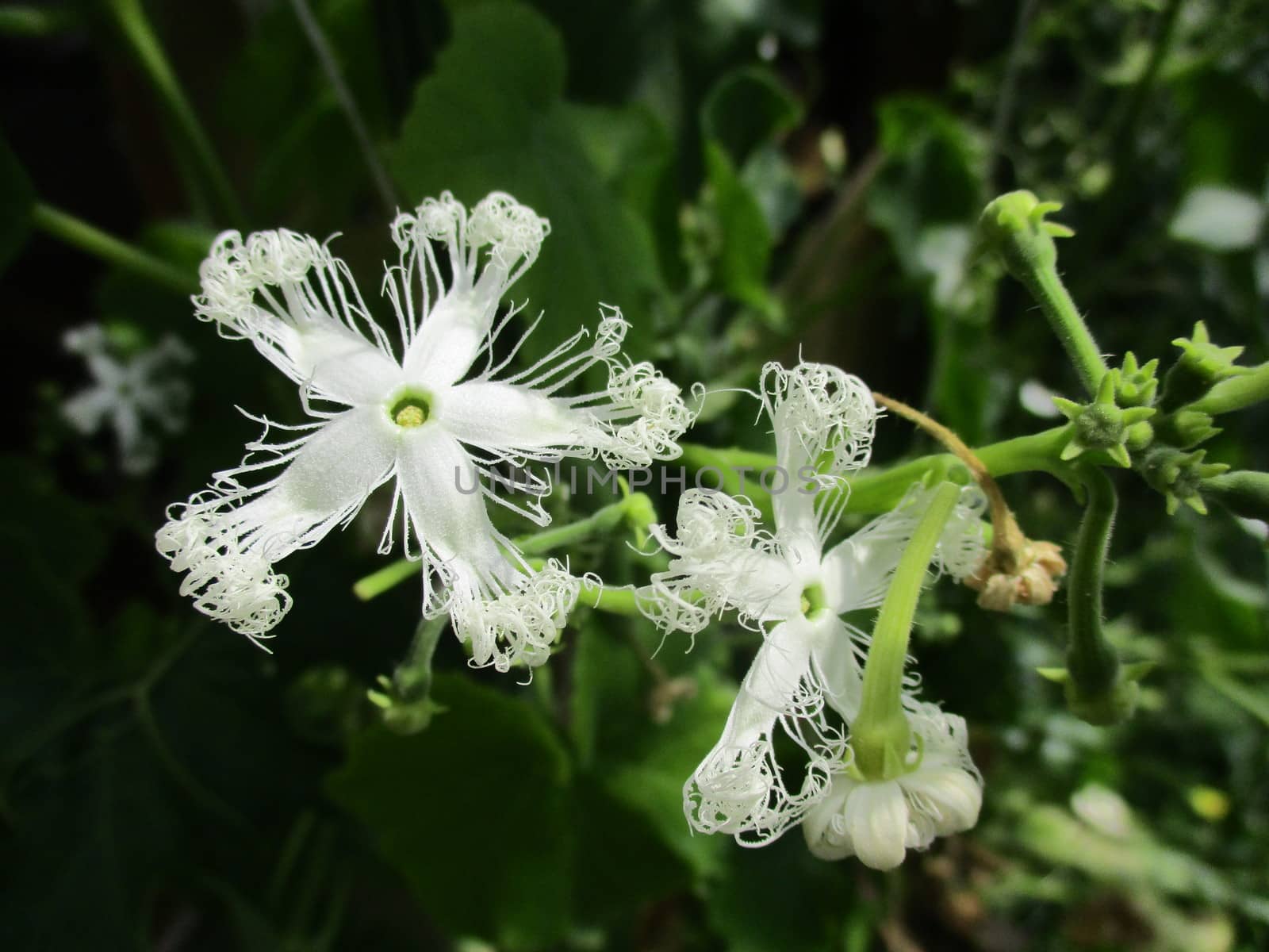 Unique white flower of Exotic tropical Trichosanthes cucumerina, snake gourd or serpent cucumber