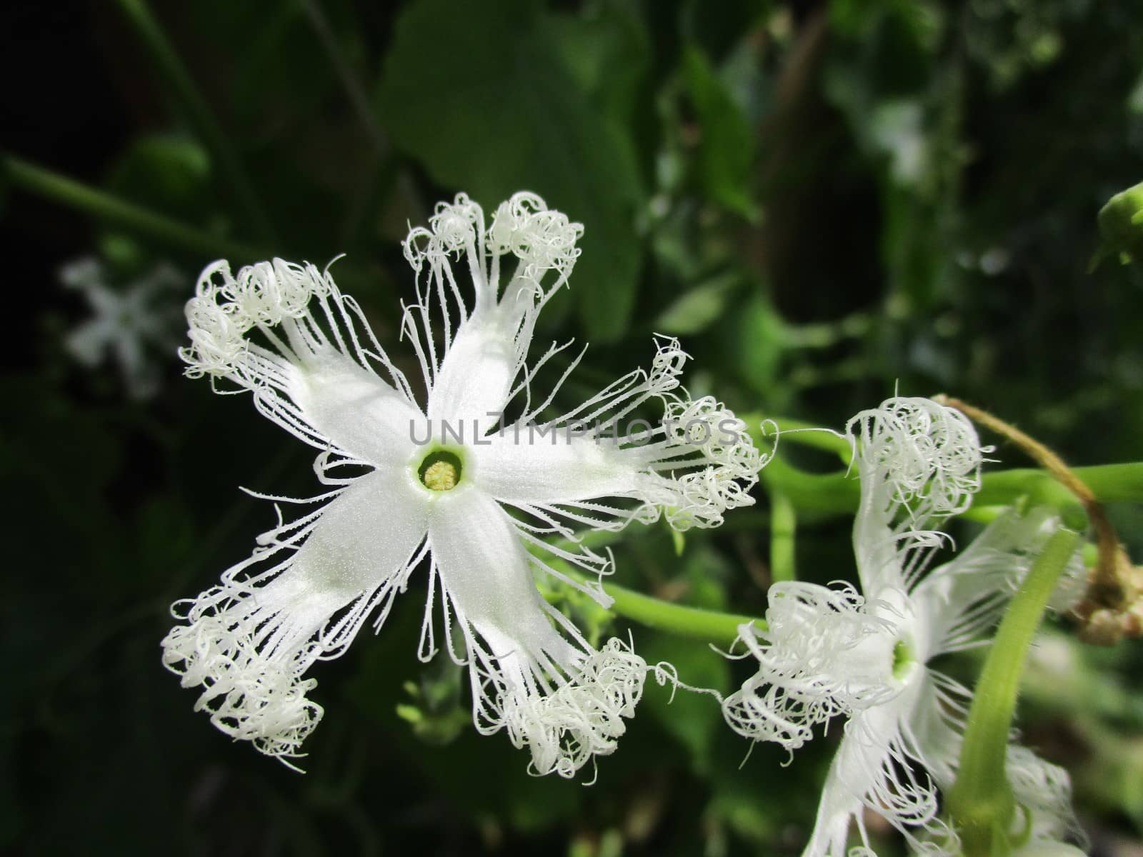 white flower of Exotic tropical Trichosanthes cucumerina by amekamura
