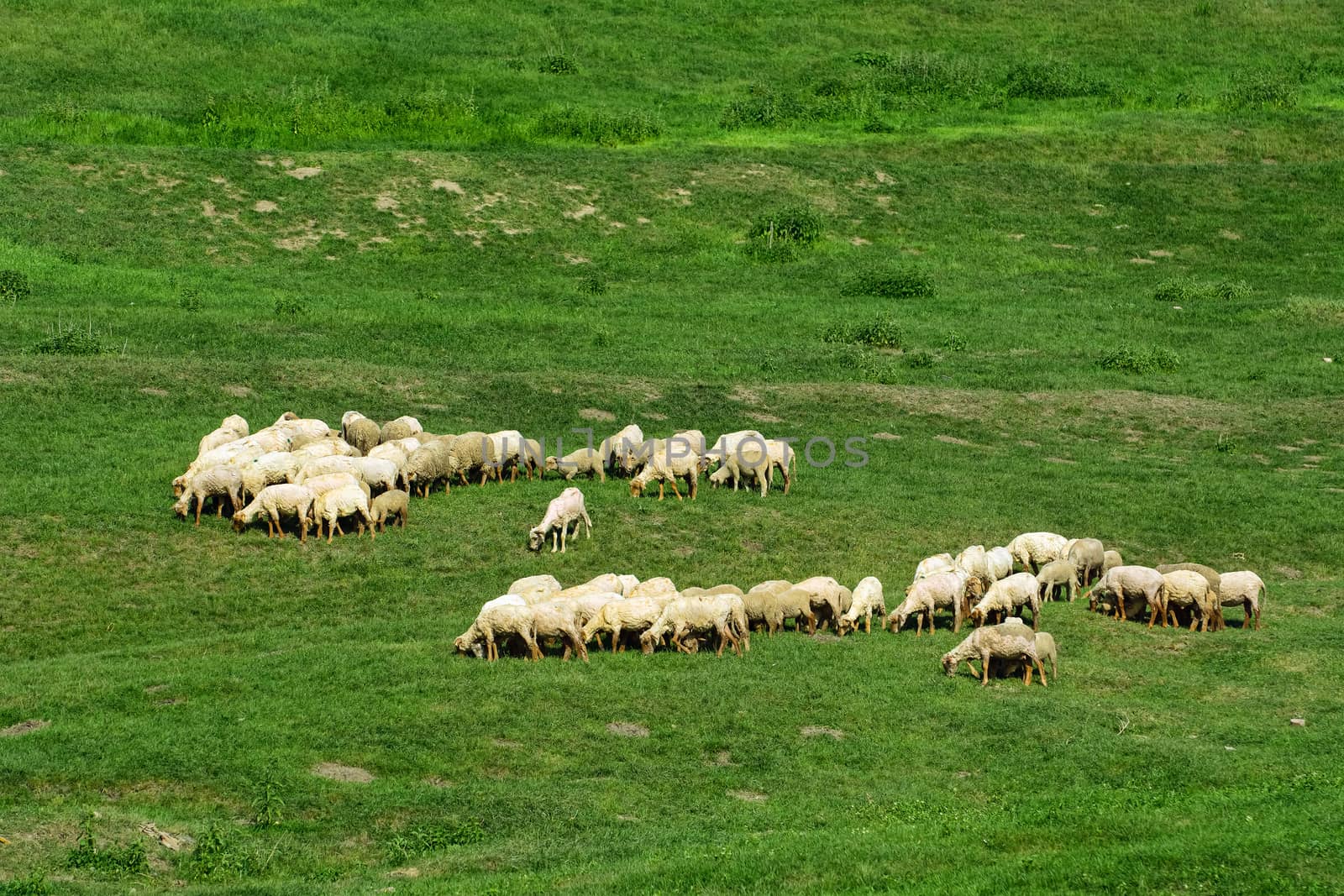 Herd of sheep grazes on the lawn