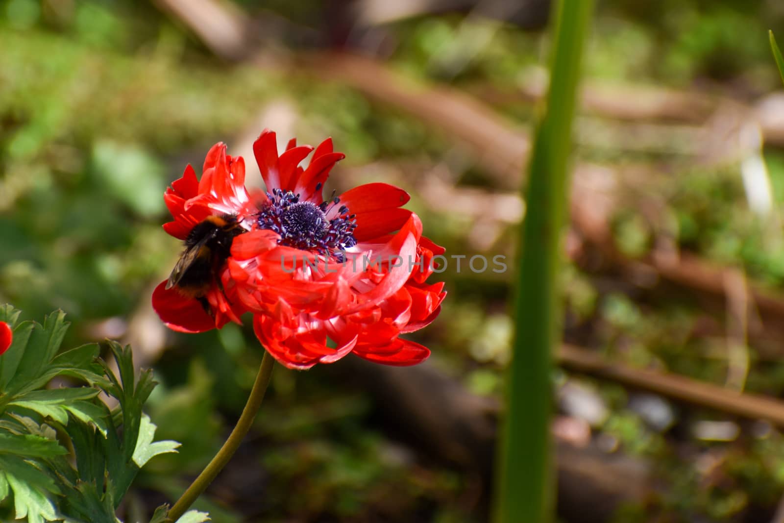 Environmental concept. A close up of a bumble bee collecting nectar from a red flower