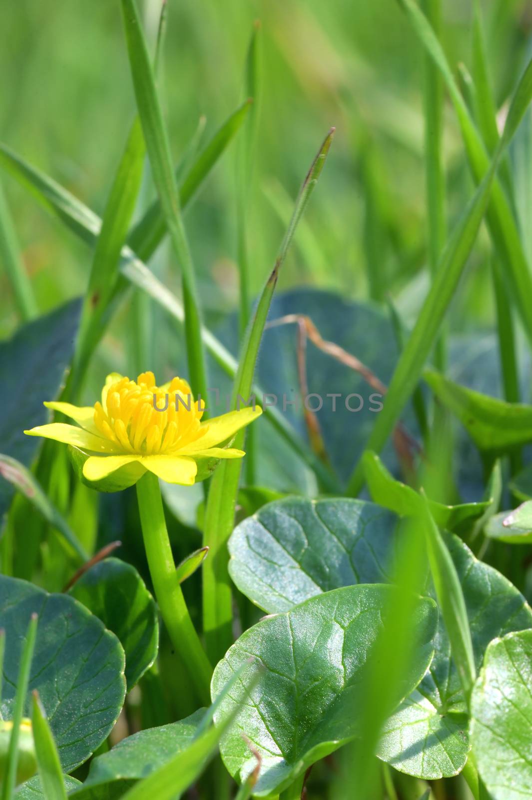A Fig Buttercup Blooming In Spring by mady70