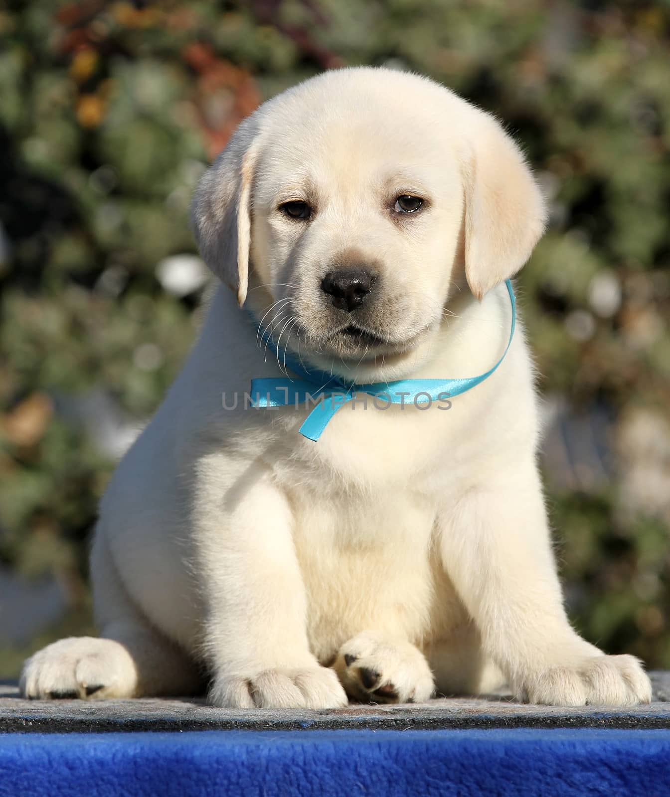 a sweet little labrador puppy on a blue background