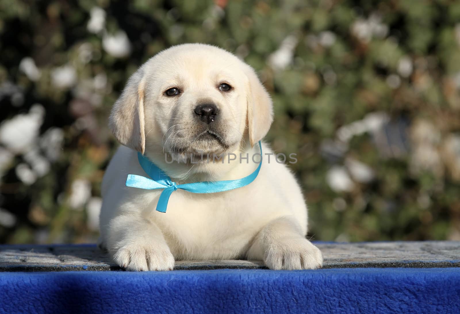 the sweet little labrador puppy on a blue background