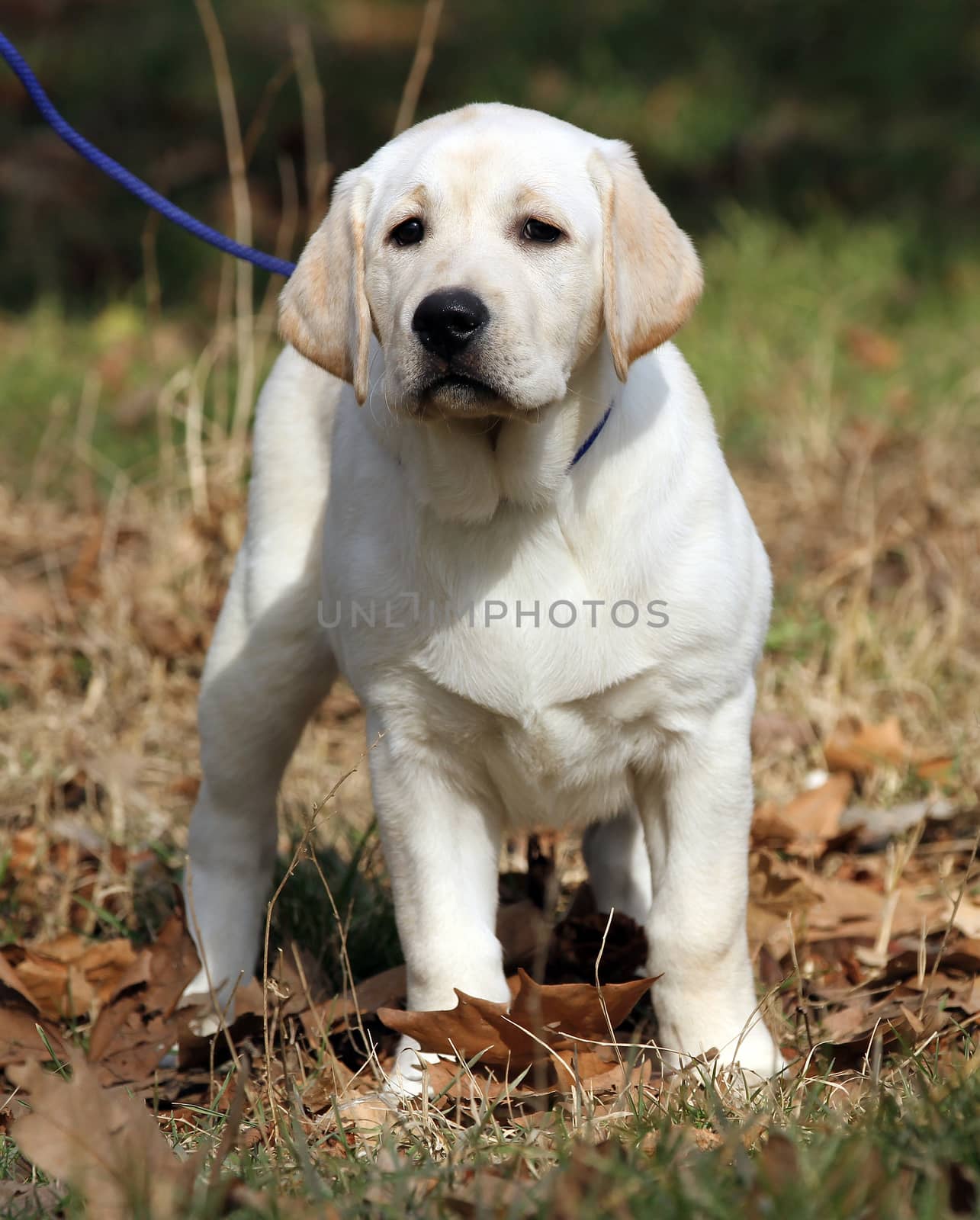 sweet yellow labrador sitting in the park