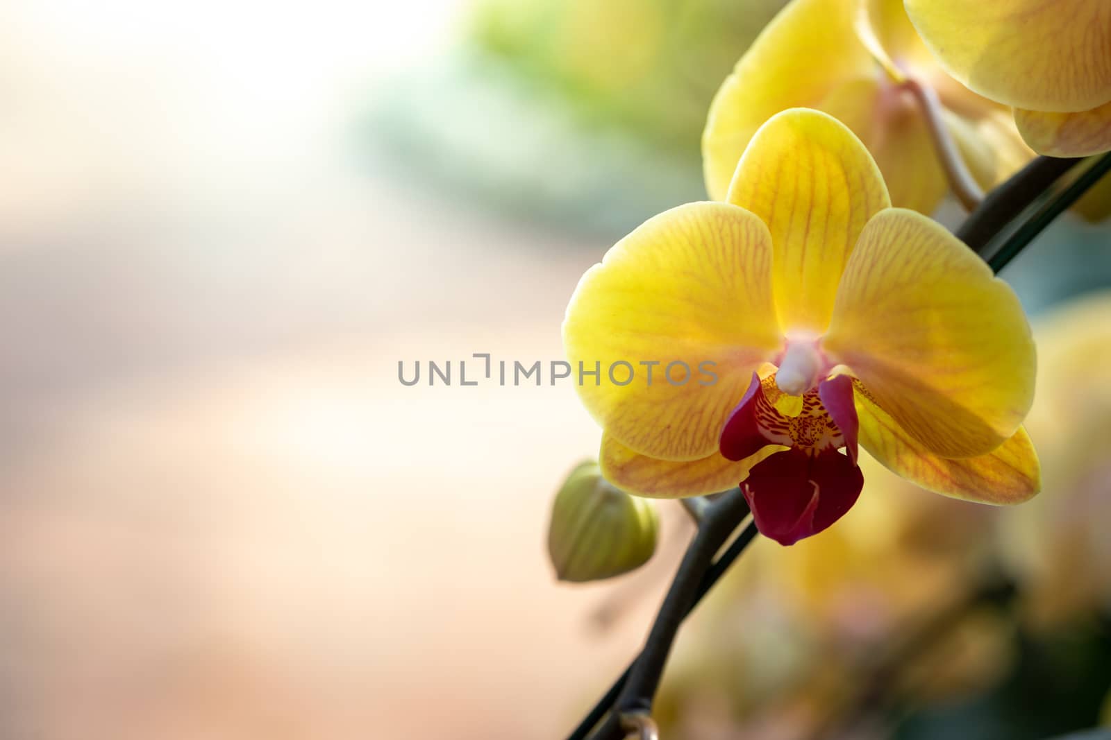 Beautiful blooming orchids in forest, On the bright sunshine