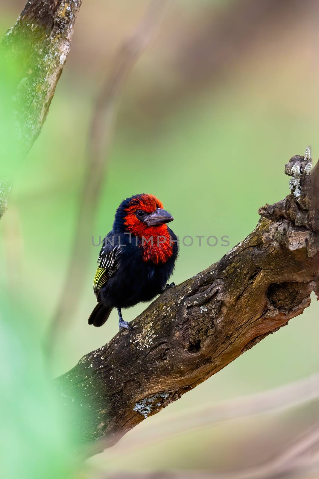 beautiful red bird, Black-billed Barbet Lybius guifsobalito on tree. Ethiopia wildlife