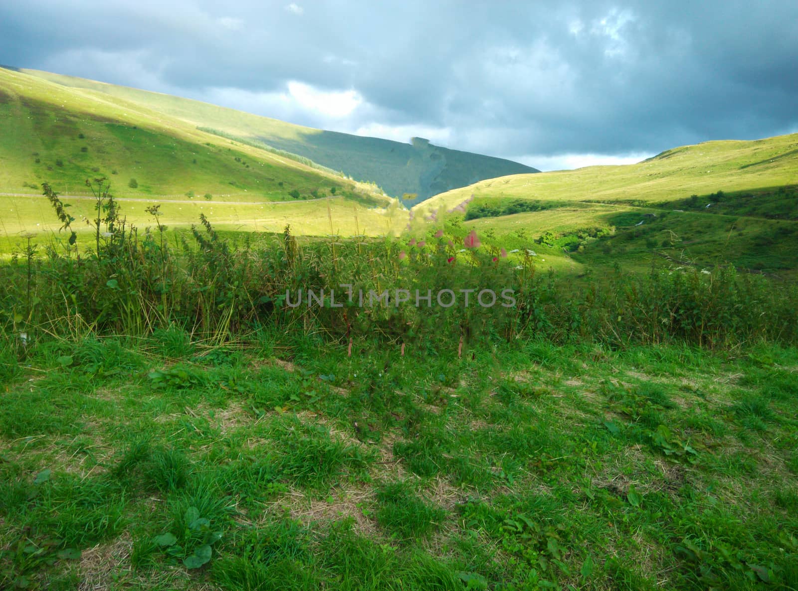 a grassland in UK by gswagh71