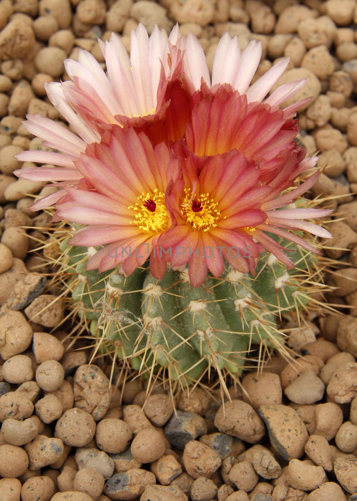 cactus flower_1 by gallofoto