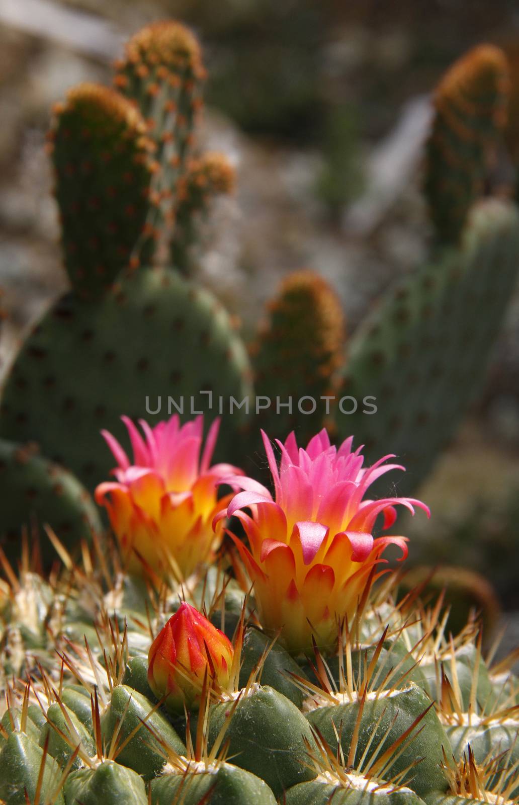 Close-up of a cactus flower in the desert.